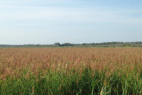 Battle River Wild Rice Farm Field